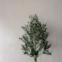 Best Limewash torotono